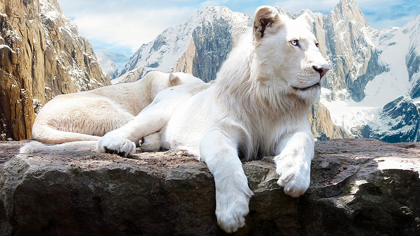 Singa Salju dalam format jpg untuk, Singa Menakutkan Wallpaper HD