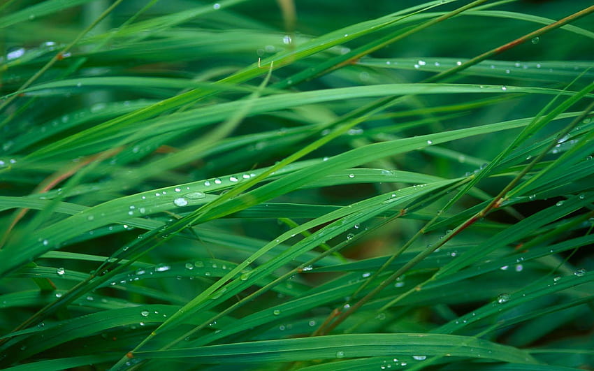 Apple Default Green Grass Blades HD wallpaper