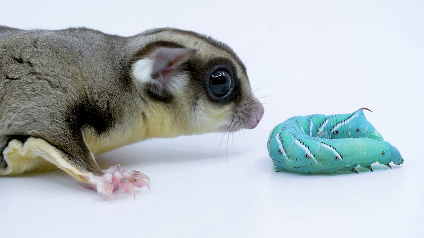Close Up Sugar Glider Sniffs A Hornworm On A White Common HD wallpaper