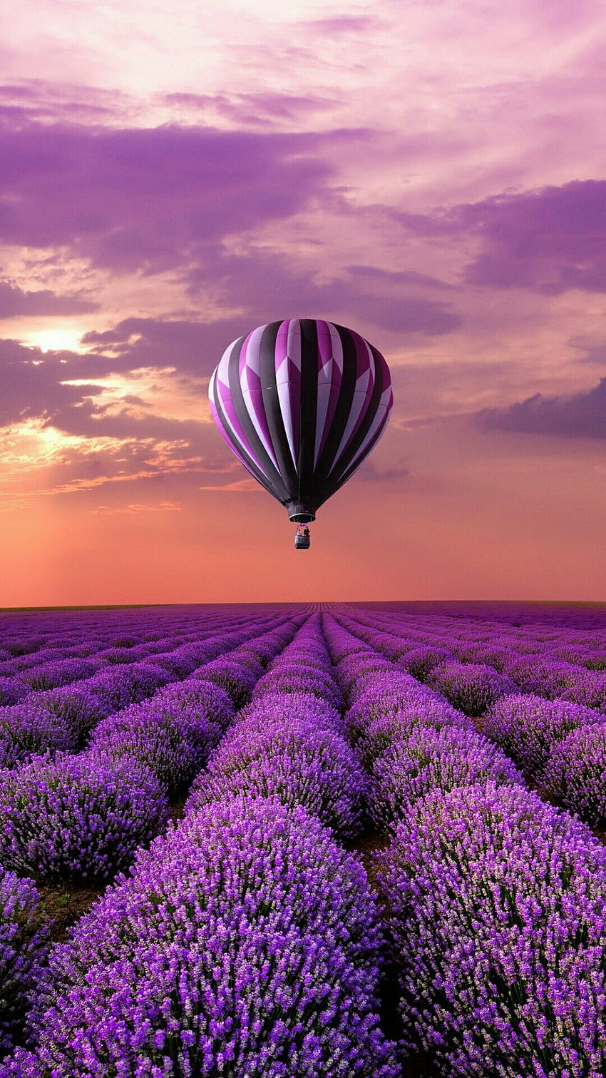 モバイル用のホット, 熱気球, 熱気球, ラベンダー, 空, 紫, 紫の風船 HD電話の壁紙