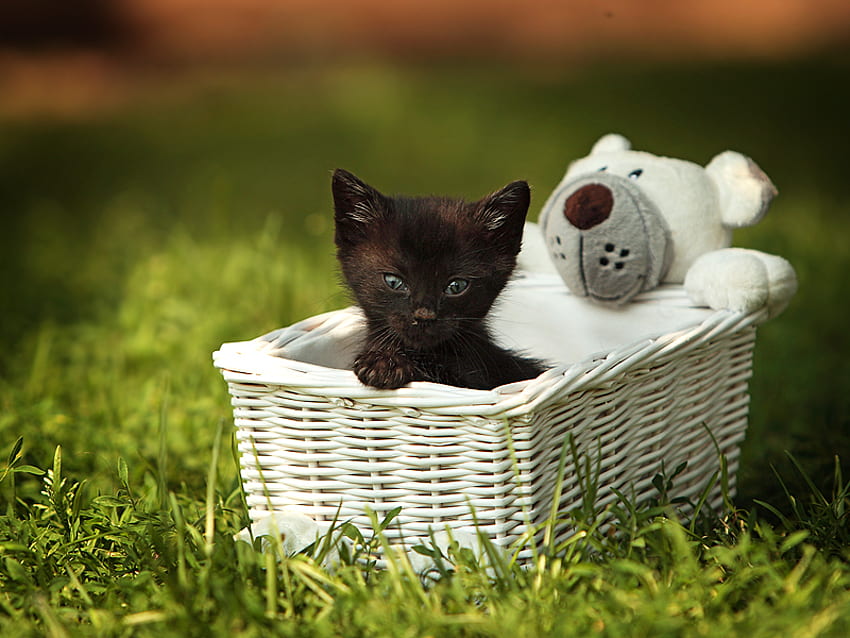 hello, kitten, toy, basket, black, blue eyes HD wallpaper