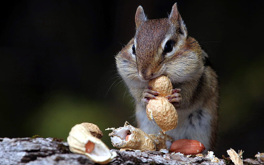 Tiere, Essen, Nüsse, Sit, Chipmunk HD-Hintergrundbild