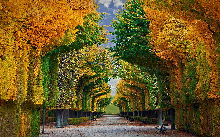 Schonbrunn Sarayı Bahçeleri, Viyana, Avusturya. Arka Plan, Avusturya Baharı HD duvar kağıdı