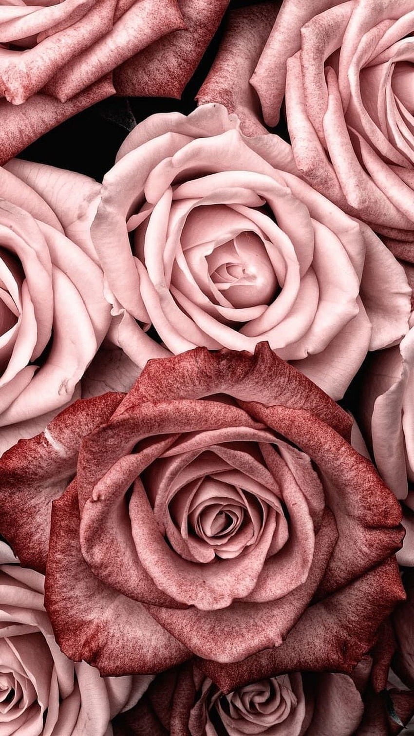 syflove : « rose ». iPhone, Soyut çiçek resimleri, Güller, Dusty Rose Fond d'écran de téléphone HD