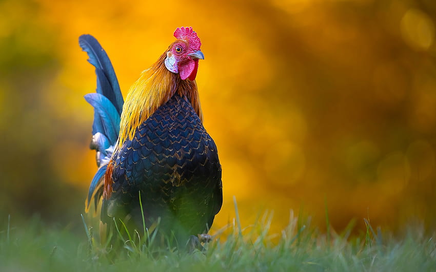 Rooster, animal, chicken, bird HD wallpaper