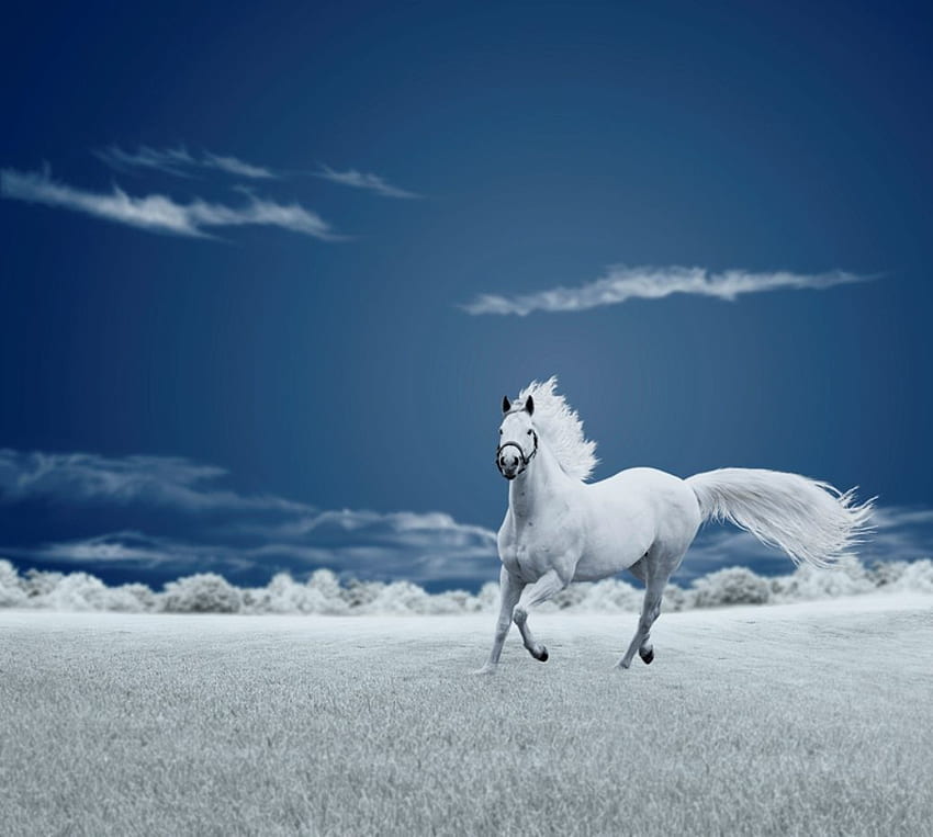 白い馬、、、青い馬 高画質の壁紙