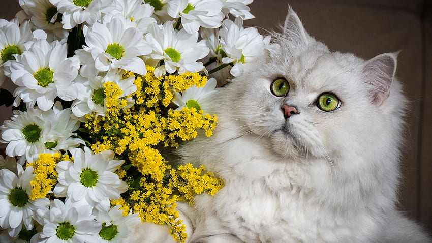 Gelbe Augen-weiße Pelz-Katze mit Starren-Blick sitzt nahe weißer gelber Blumen-Katze HD-Hintergrundbild