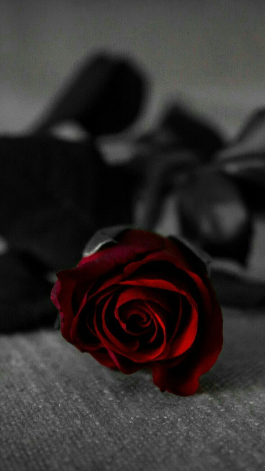 Shejuti en Hermosas rosas. Rosas rojas, rosas estéticas, rosa, rosa roja oscura fondo de pantalla del teléfono