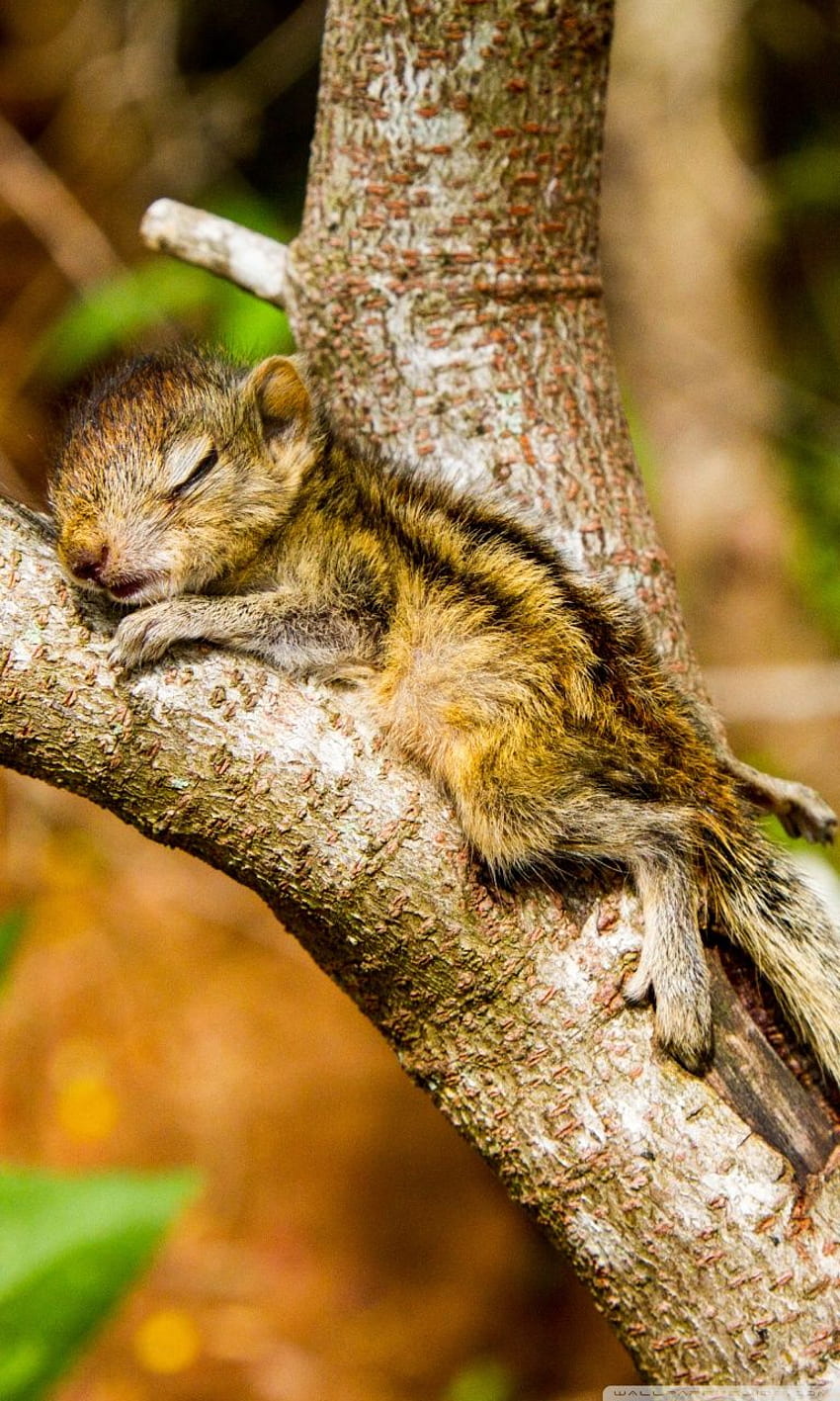 The Baby Squirrel Takes A Nap Ultra Background HD phone wallpaper