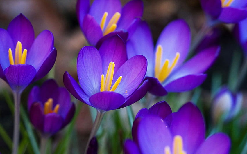 紫色のクロッカスの花。 オンライン。 Hìnhảnh、Hoa、Màu tím、紫色の春の花 高画質の壁紙