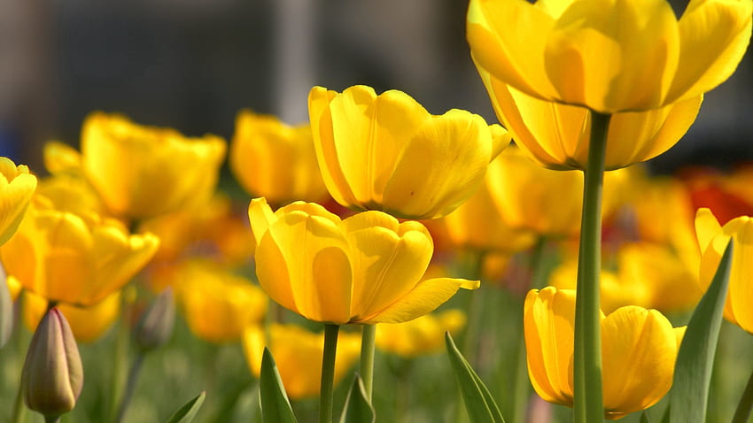 Fiori, tulipani, bellezza, sciolti, sciolti Sfondo HD