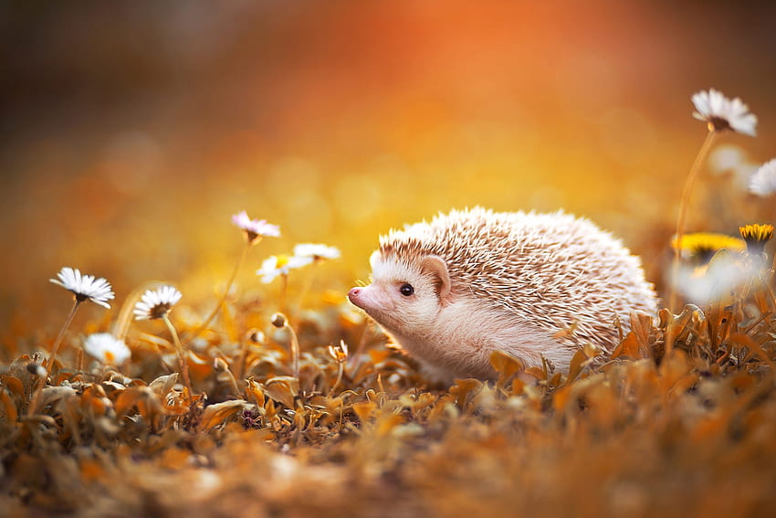 Albino hedgehog, animal, white, albino, autumn, hedgehog, cute, arici, orange, toamna HD wallpaper