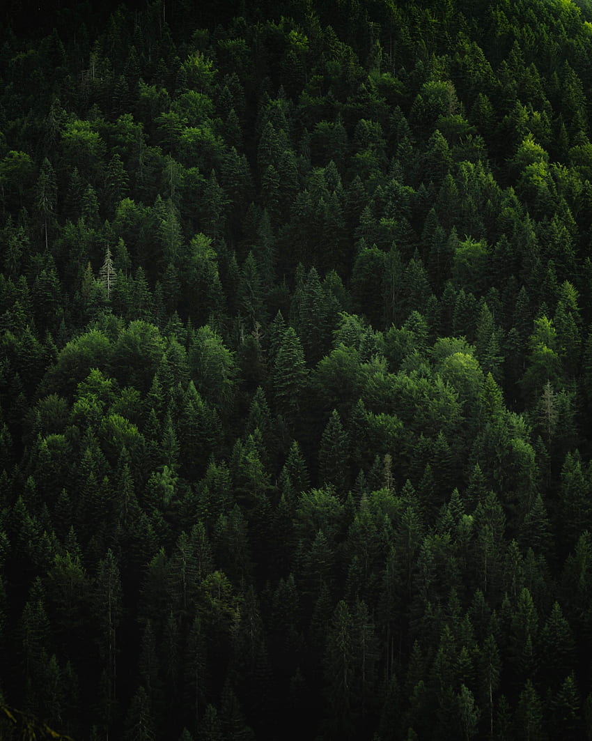 自然, 木, トップ, 針葉樹, フォレスト, トップス HD電話の壁紙