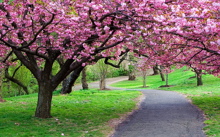 Cerisier, rose, cerise, arbre, chemin Fond d'écran HD