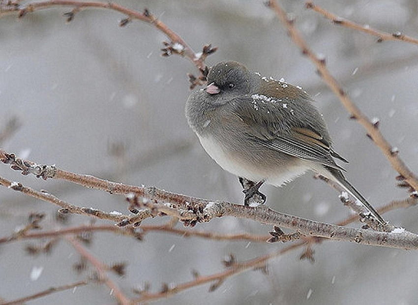 Giornata invernale, inverno, ramo, uccello, neve, freddo Sfondo HD