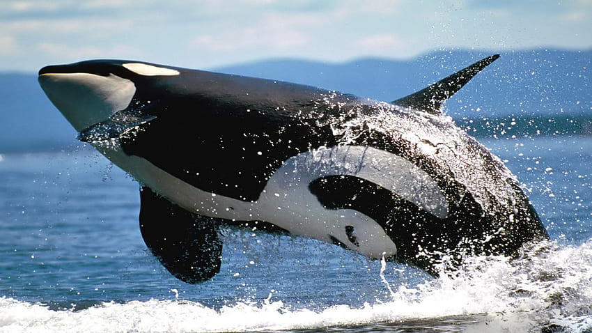 Killerwale [], Orca-Wale HD-Hintergrundbild