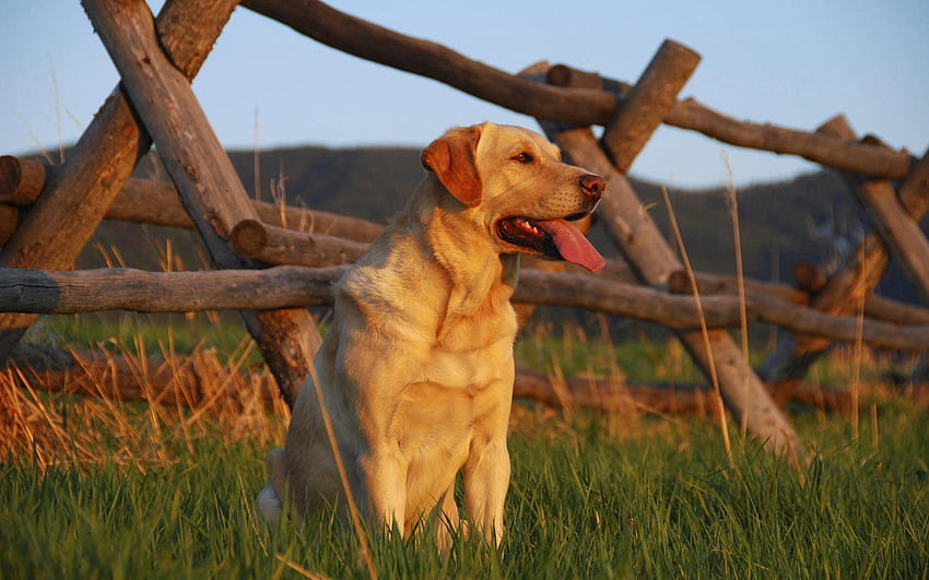 Labrador, Animals, Sunset, Grass, Dog, Fence, Waiting, Expectation HD wallpaper