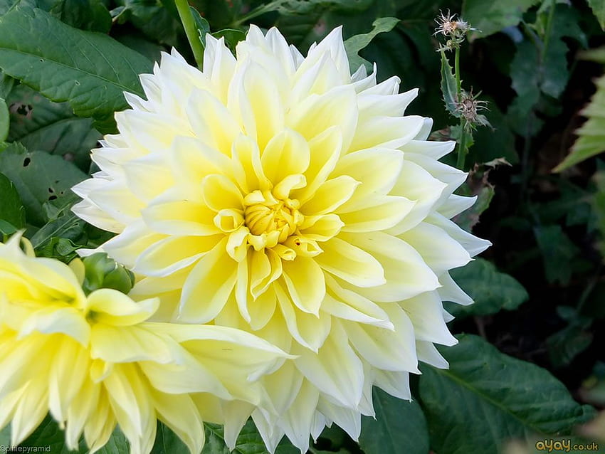 Decorative Yellow And White Double Dahlia - Flowers And Plants HD wallpaper