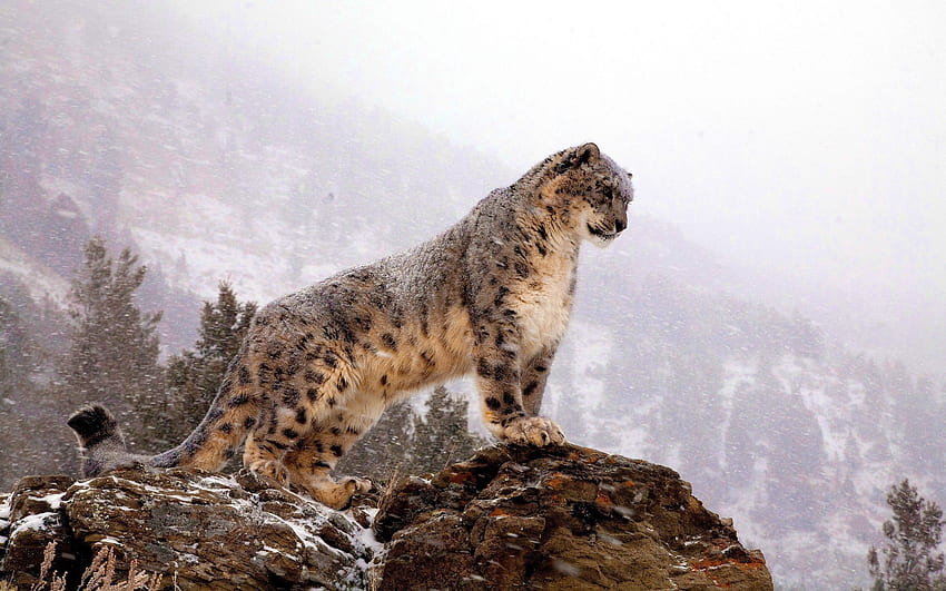 Animales, leopardo de las nieves, vértice, parte superior, depredador, gato grande fondo de pantalla