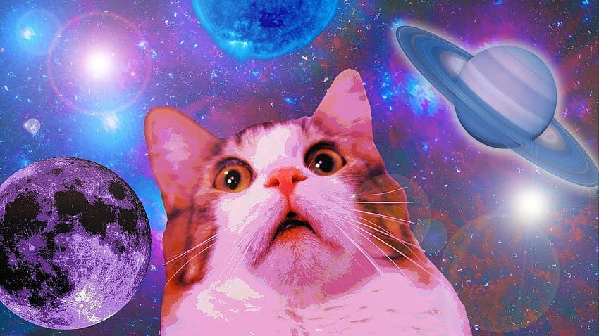 MIN OF DANK CAT MEMES. funny. Funny cat , Meme HD wallpaper