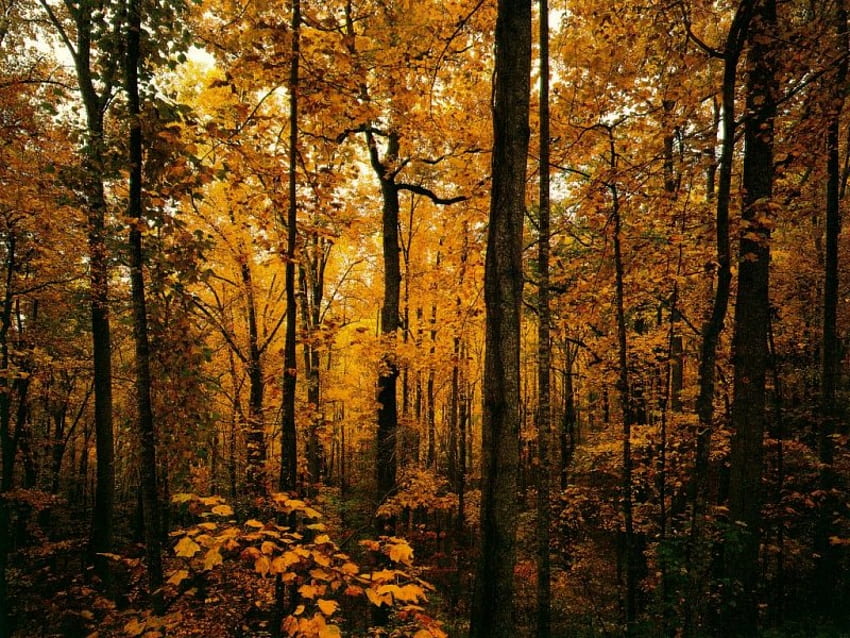 Autumn Forest, autumn, forest, tree HD wallpaper