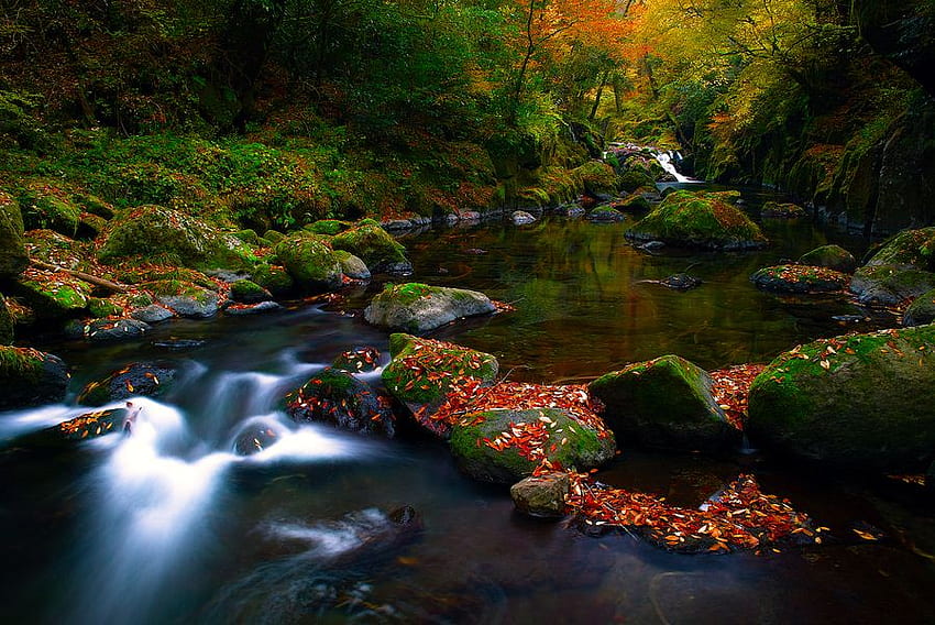autumn flow, flow, autumn, nature, forest, stream HD wallpaper