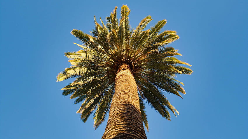 Pandangan Mata Cacing Cabang-cabang Pohon Palem Di Bawah Langit Biru Selama Alam Siang Hari Wallpaper HD