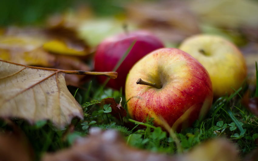 Pflanzen, Früchte, Lebensmittel, Herbst, Blätter, Äpfel HD-Hintergrundbild