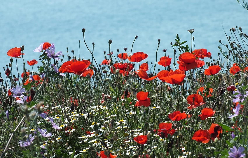 Flowers, Poppies, Camomile, Glade, Polyana HD wallpaper