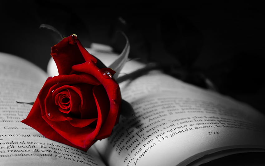 Book with red rose HD wallpaper