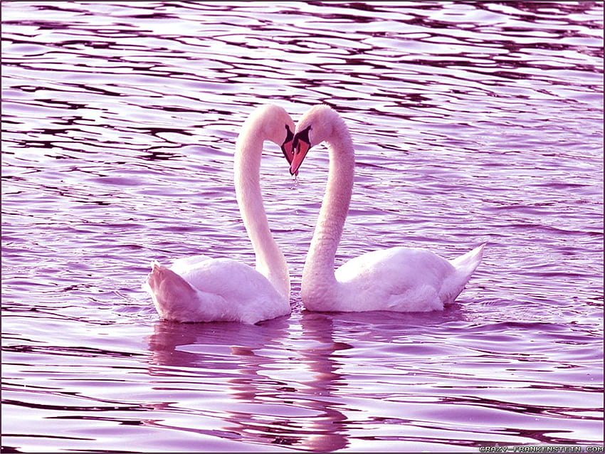 Love Birds, Pink Love Birds HD wallpaper