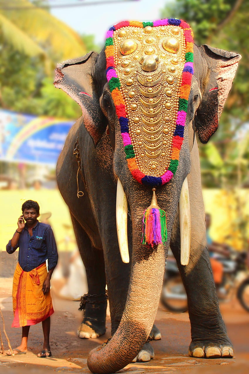 Крал от Випин Васудев / 500px. Култура на Индия, Керала Индия, слон, слон Керала HD тапет за телефон