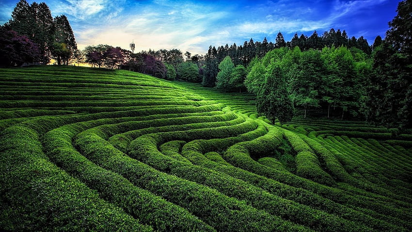 nature graphy landscape green tea field trees sunlight hills south korea , Background HD wallpaper