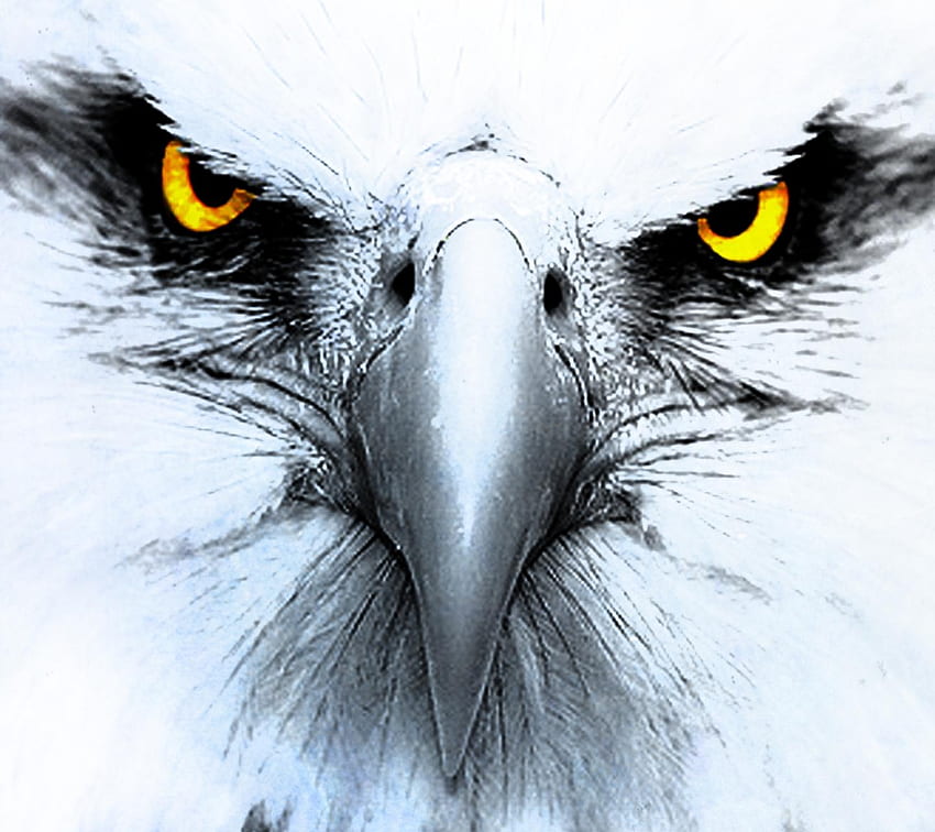 Eagle Eye HD wallpaper