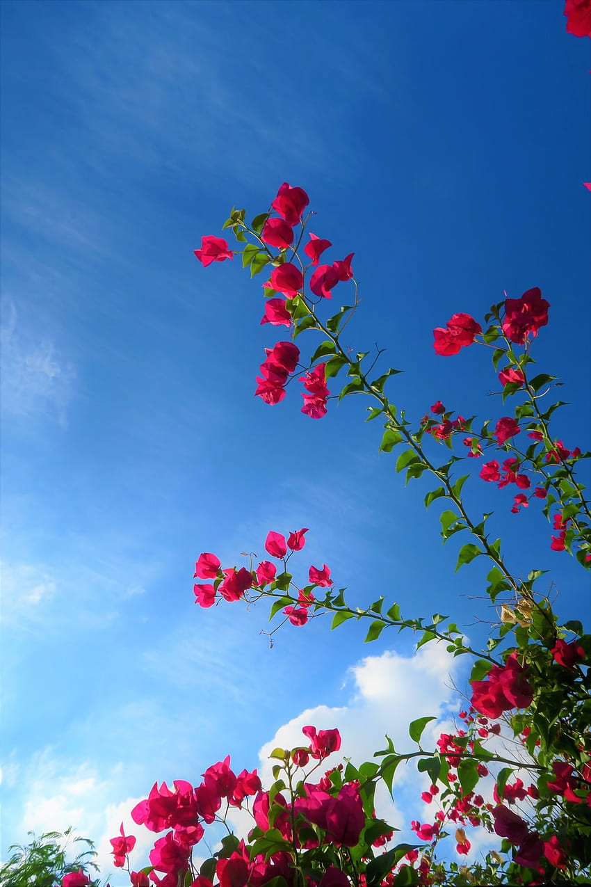 Kwiaty I Niebo, Czerwony I Niebieski Kwiat Tapeta na telefon HD