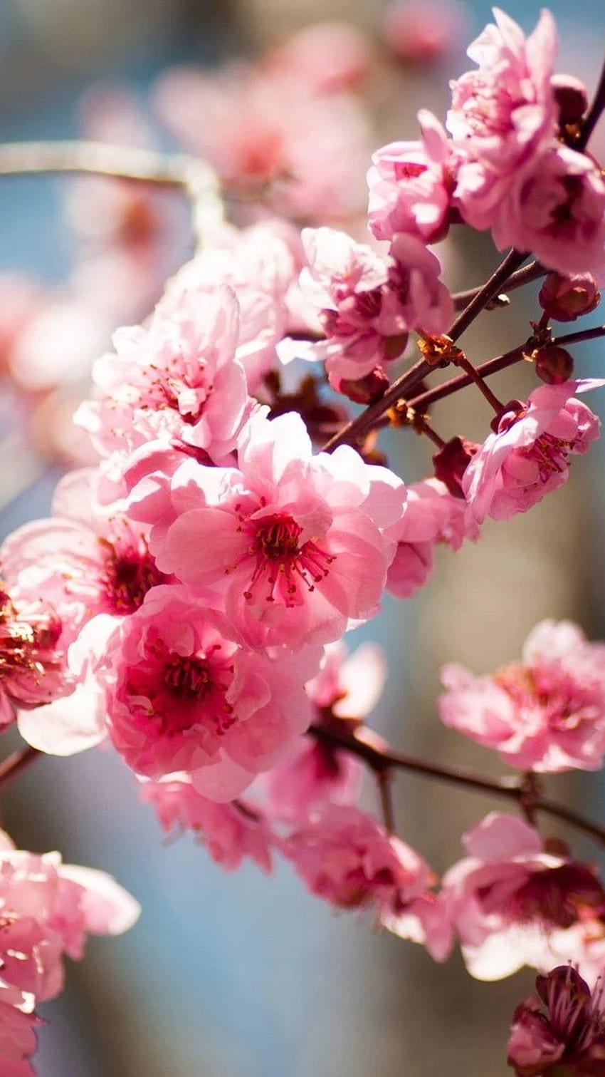 Spring Flowers, Plum Blossom HD phone wallpaper