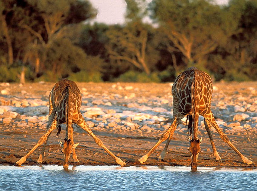 Drinking Giraffes, giraffes, cool, , drinking HD wallpaper