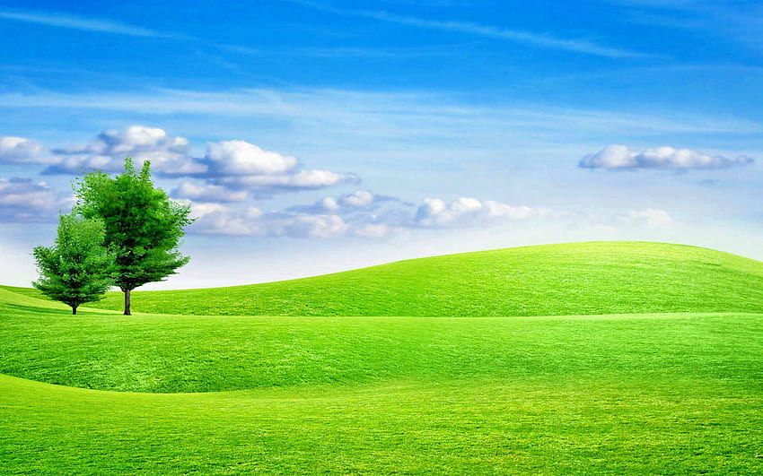 árvores no campo, prados, grama, céu, natureza papel de parede HD