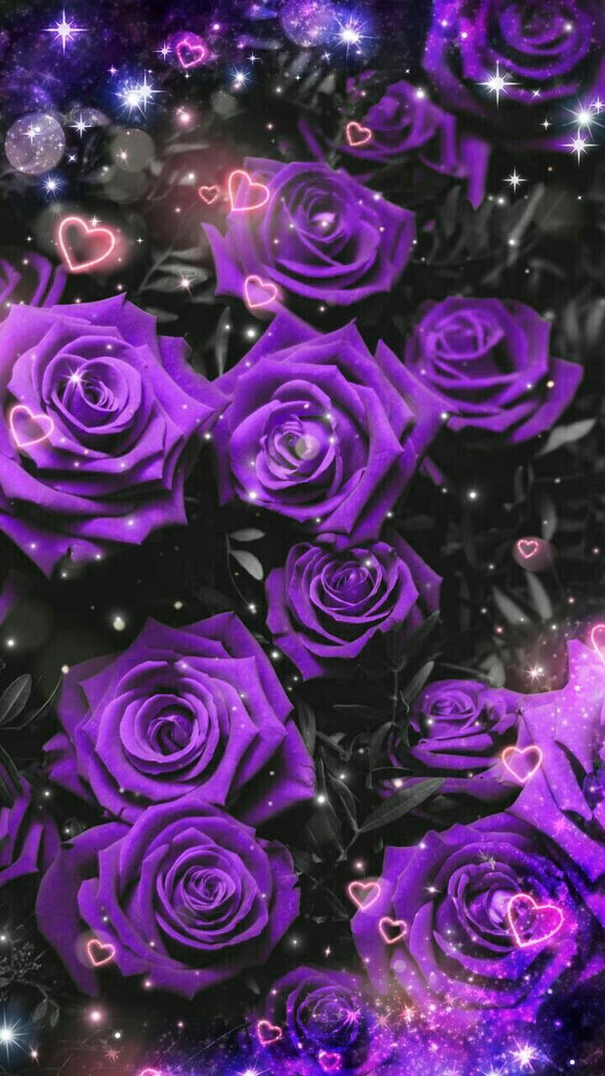.Por artista desconhecido. Rosas roxas, Rosas roxas, Rosas lindas, Rosas magenta Papel de parede de celular HD