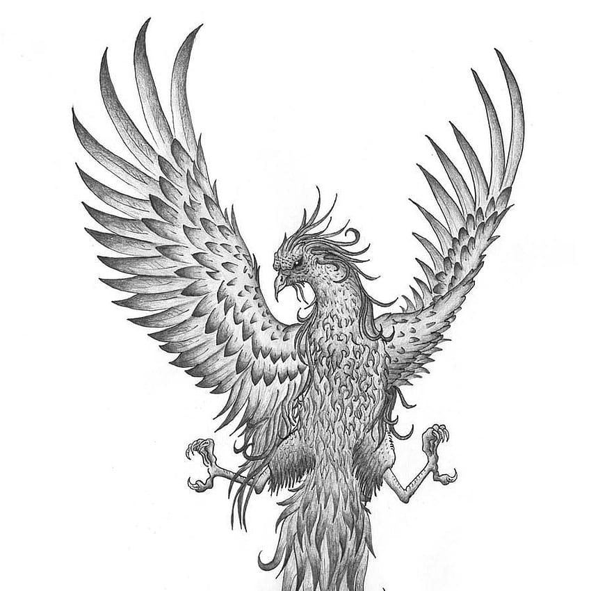 1897 Phoenix Bird Tattoo Lining Black Images Stock Photos  Vectors   Shutterstock