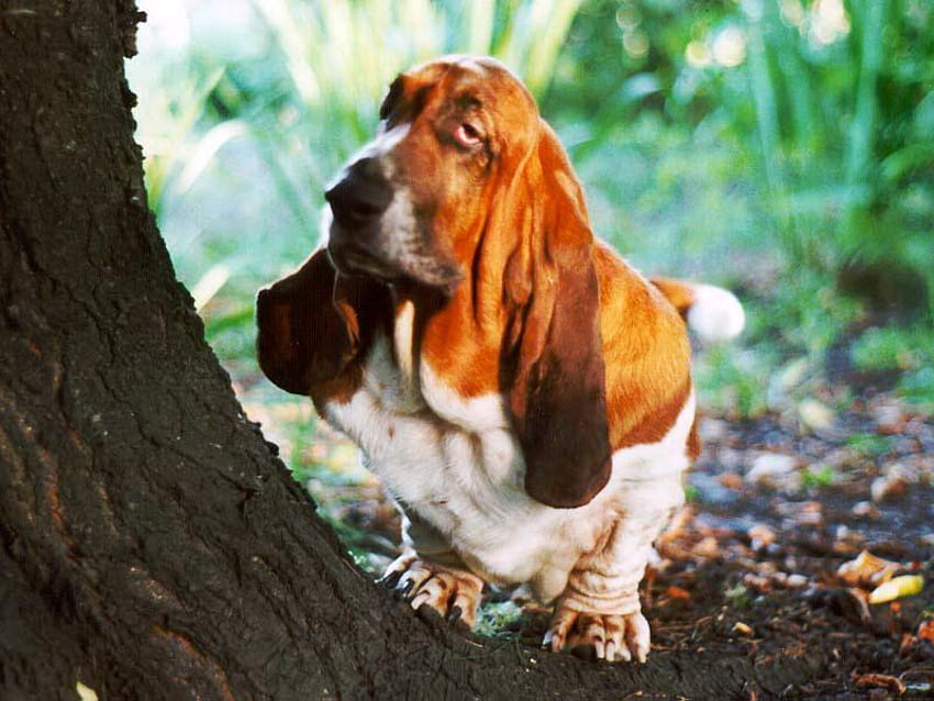 Basset hound, animal, cachorro, cachorro, animal de estimação papel de parede HD