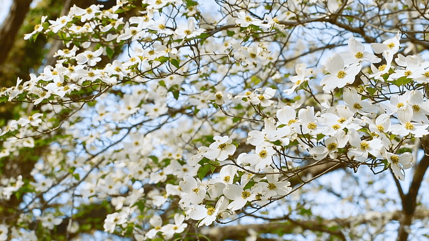 White dogwood tree branch moving in the wind in spring Stock Video HD wallpaper