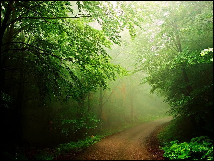Emerald mist, mist, path, green, trees, soft light, forest HD wallpaper
