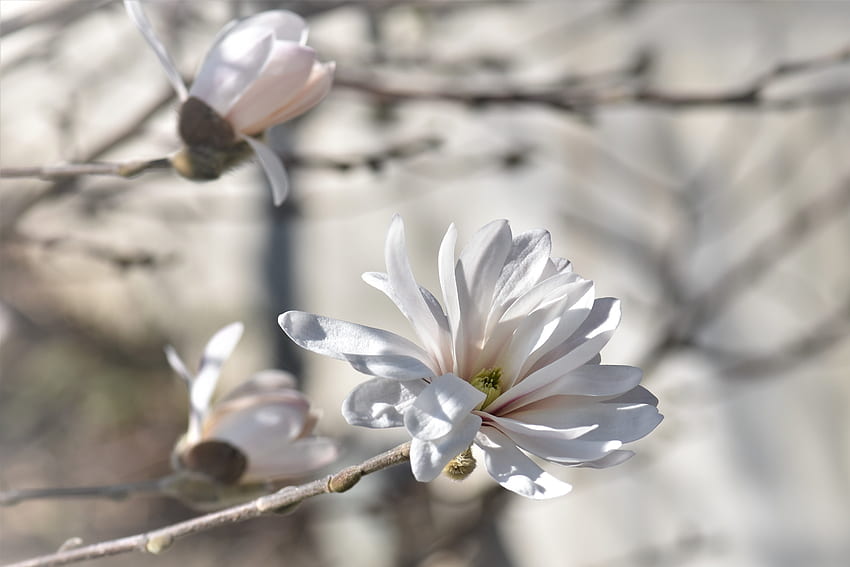 Fleurs, Bois, Arbre, Magnolia Fond d'écran HD