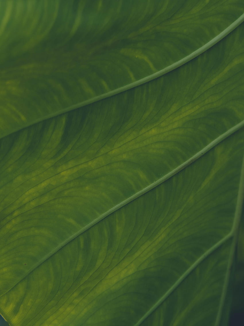 planta, macro, folha, folha, veias Papel de parede de celular HD