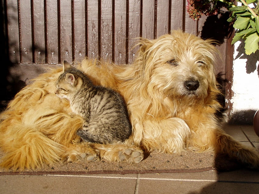 Together in the SunShine, quintal, brilho do sol, cachorros, gatos, jardim, alpendre, animais, amor, amizade, amigos, para sempre, juntos papel de parede HD