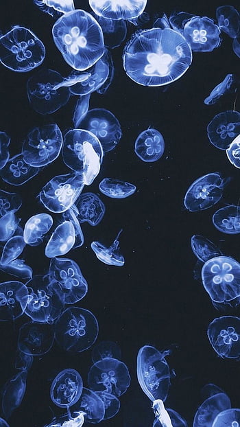 Astronaut jelly fish full jellyfish HD phone wallpaper  Peakpx