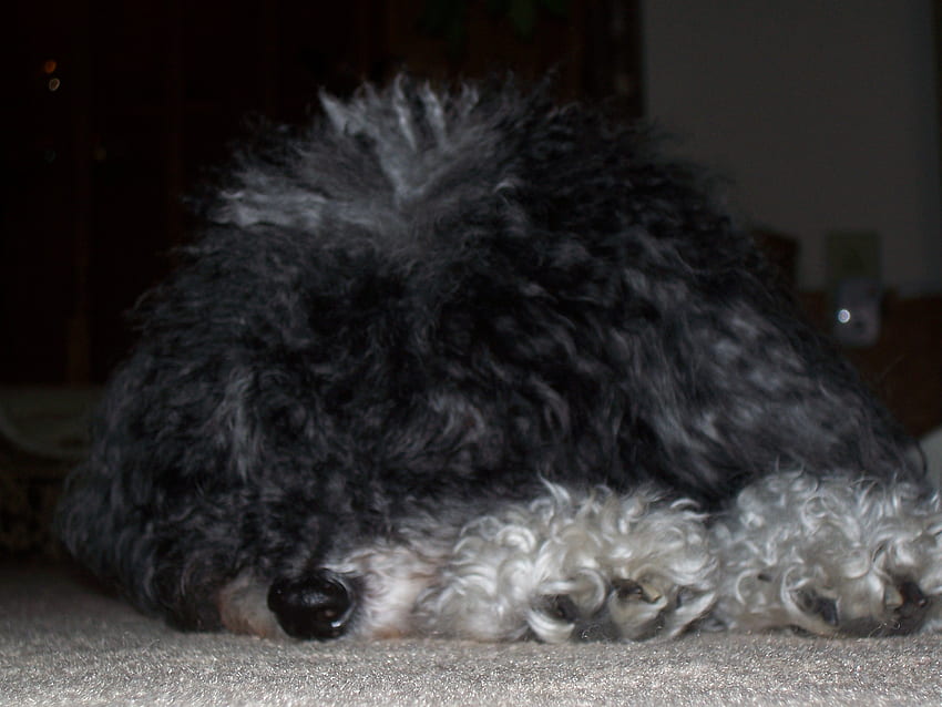 眠っている子犬、犬、子犬、プードル、黒と白、parti-mix、眠っている犬 高画質の壁紙