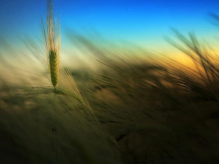 wheat-ear, blue, whea, beautiful, wind, field, ear, view, nature, sky HD wallpaper