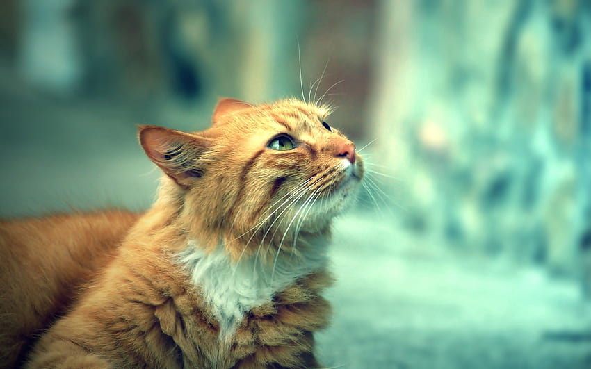 Tiere, Katze, flauschig, Schnauze, Ruhe, Ruhe, charmant HD-Hintergrundbild